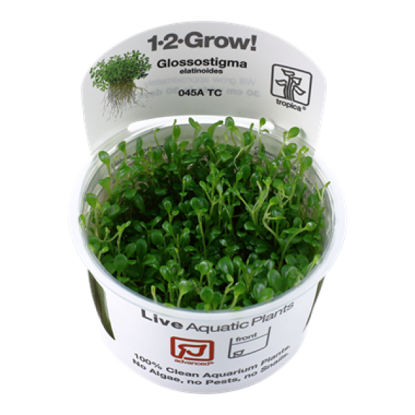 Glossostigma elatinoides/ Australisches Zungenblatt 1-2-Grow!